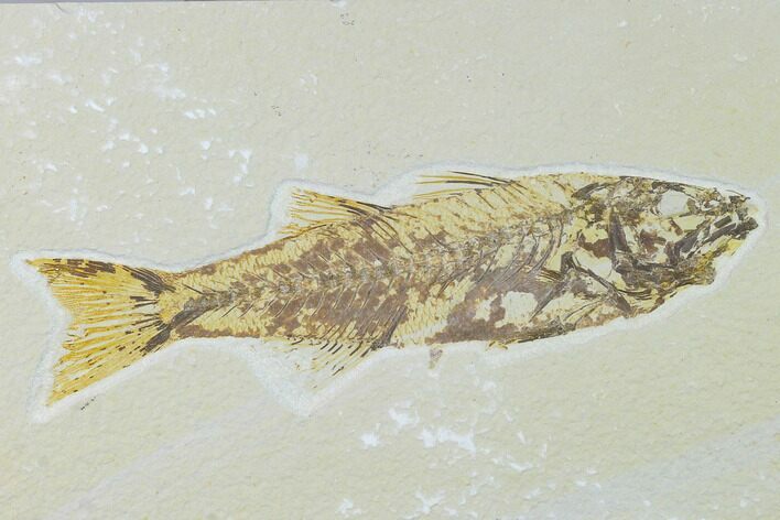 Bargain, Fossil Fish (Mioplosus) - Uncommon Species - Green River #138715